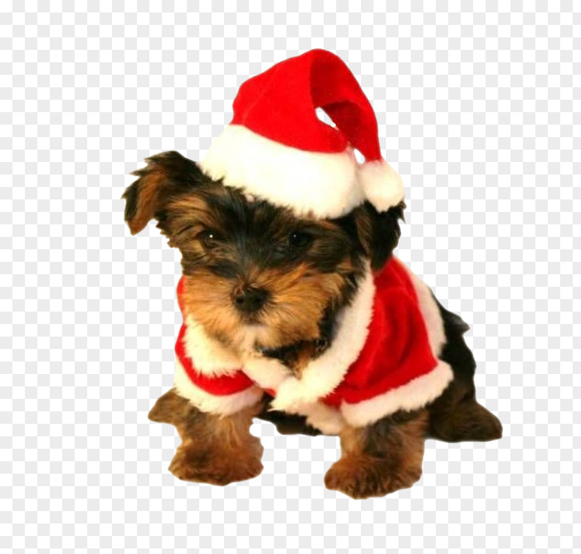 Puppy Teacup Yorkshire Terrier Morkie Maltese Dog PNG