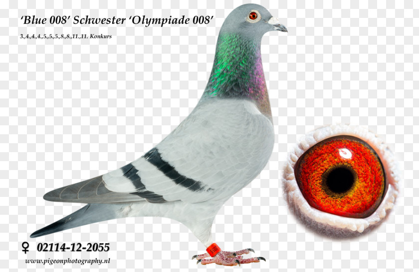 Racing Pigeon Homer Homing Bird Columbinae PNG