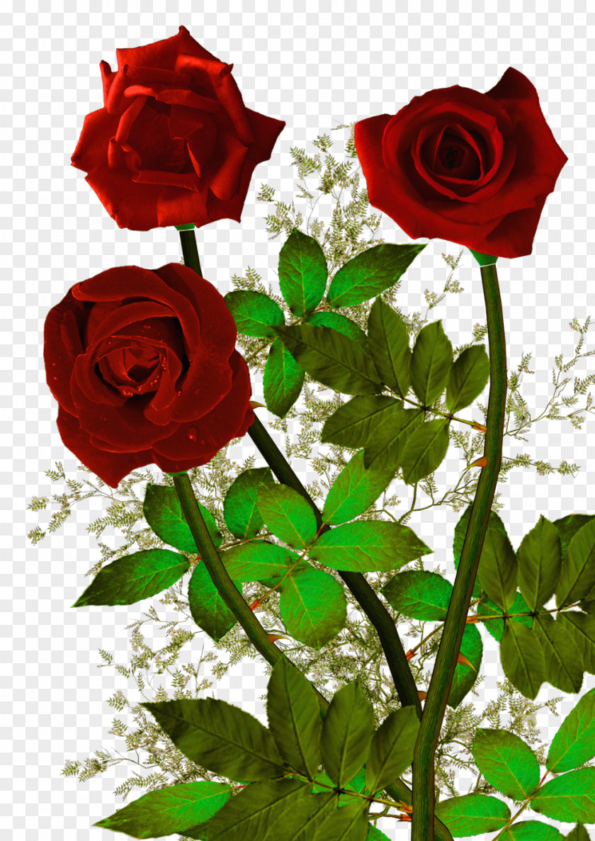 Wisteria Floribunda Garden Roses Quotation Proverb Love Good PNG