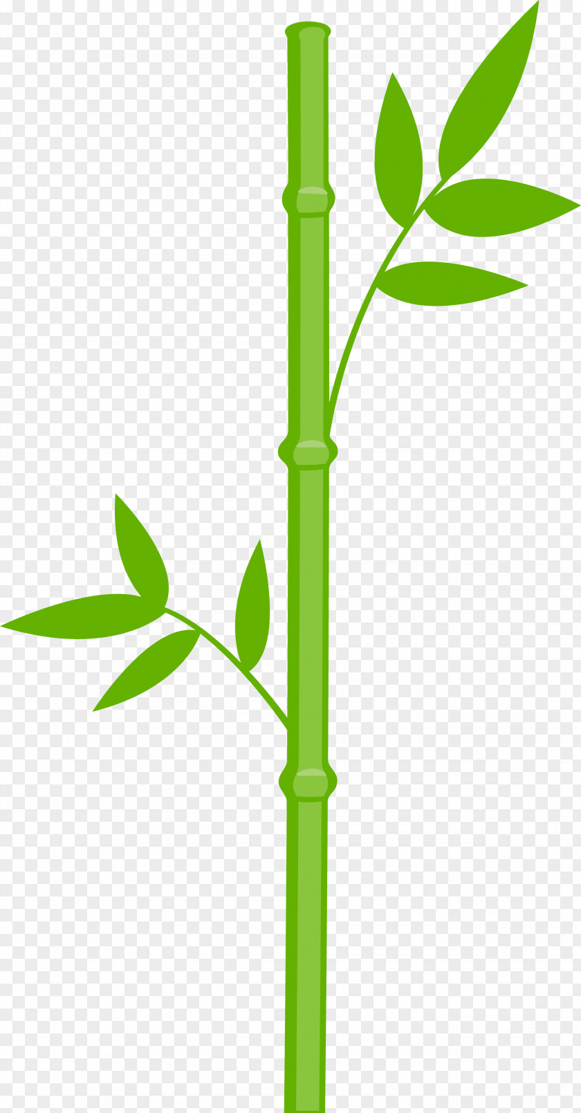 Bamboo Giant Panda Grasses Clip Art PNG