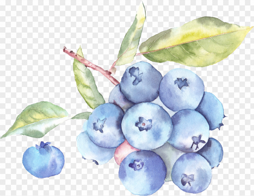 Blueberry Fruit Auglis Watercolor Painting Illustration PNG