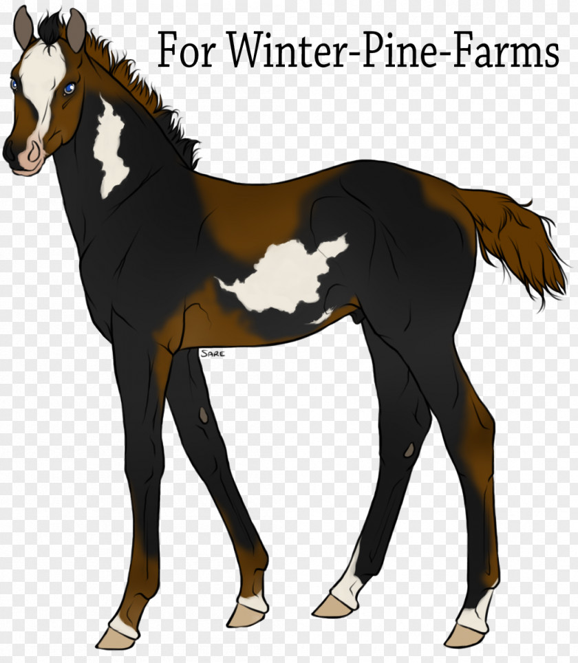 Goat Farm Mustang Foal Stallion Colt Mare PNG