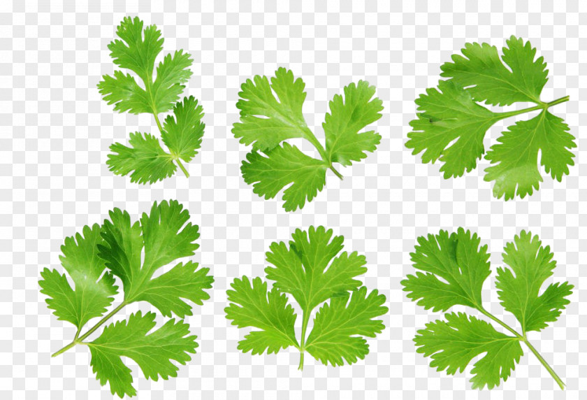 Leaves Coriander Stock Photography Royalty-free PNG