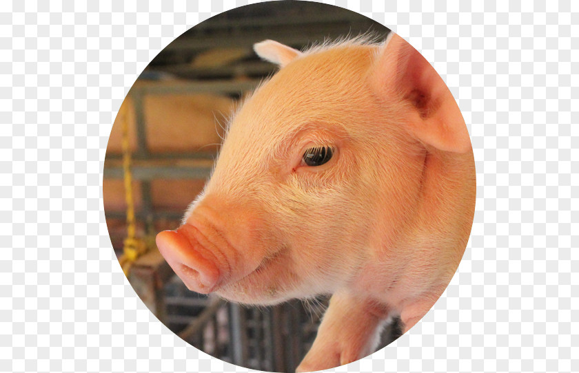 Pig Domestic Pig's Ear Pork Food PNG