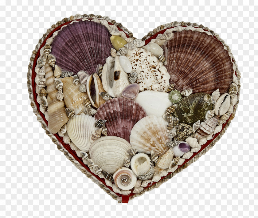 Seashell Cockle Conchology Shell Jewelry Scallop PNG