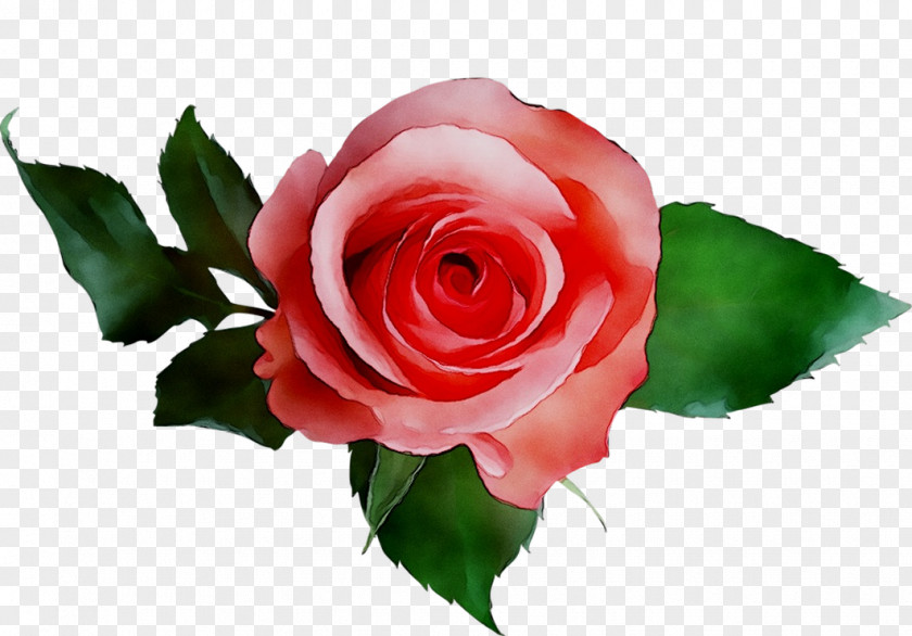 Stock Photography Royalty-free Rose Image PNG