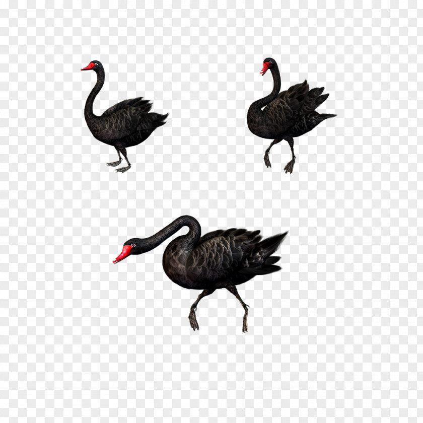 Creative Black Swan Bird Clip Art PNG