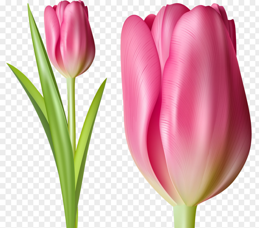 Hand-painted Tulip Indira Gandhi Memorial Garden Tulipa Gesneriana Pink Flower PNG
