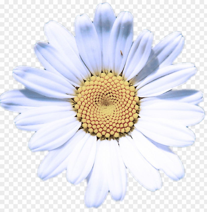 Marguerite Daisy Camomile PNG