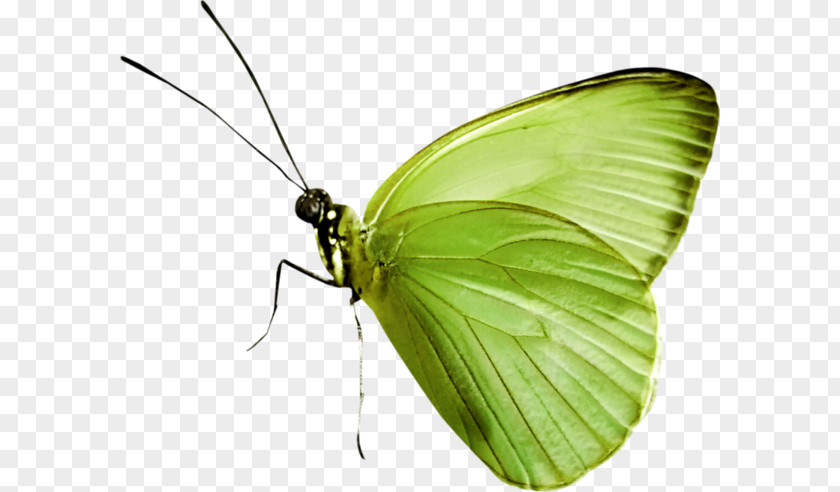 Butterfly Nymphalidae Insect Clip Art PNG
