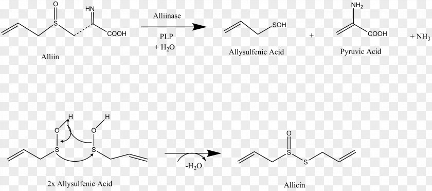 Garlic Allicin Alliinase Allioideae PNG