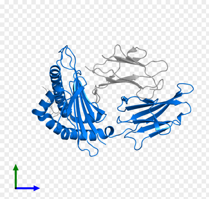 Human Leukocyte Antigen HLA-B Peptide Protein Structure Gene PNG