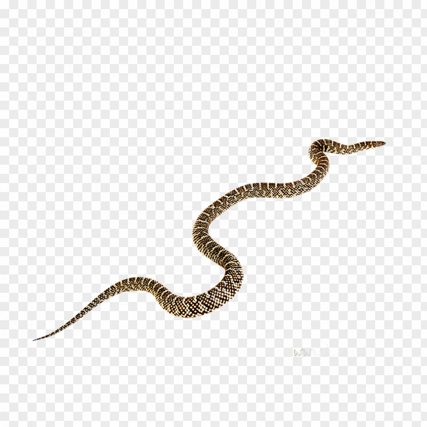 Insects, Fish Rattlesnake Black Mamba Vipers Clip Art PNG