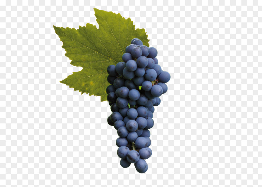Cabernet Wine Grapes Sultana Raboso Sauvignon Grape PNG