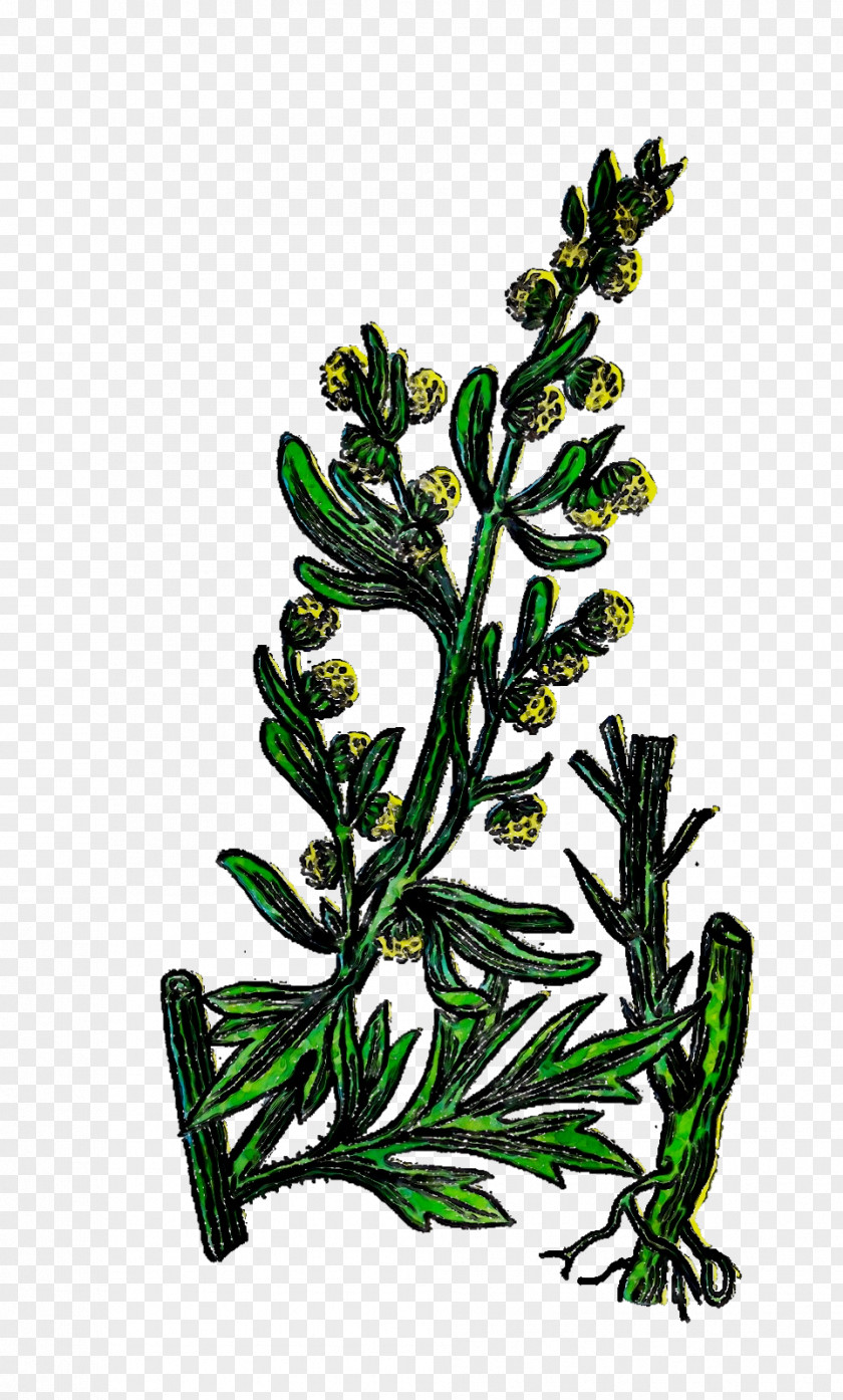 Clip Art Free Content Herb PNG