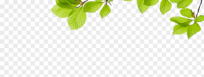 Green Leaves Child Leaf Pattern PNG