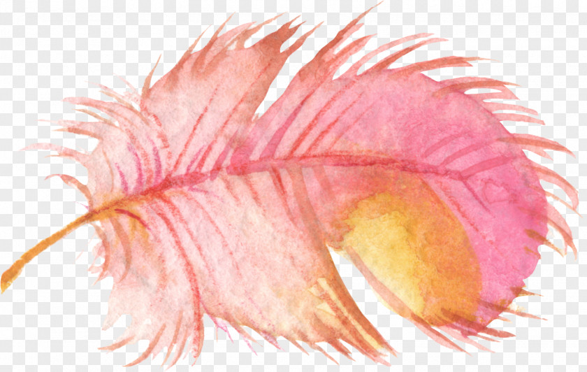 Pink Feathers Bird Feather Watercolor Painting Clip Art PNG
