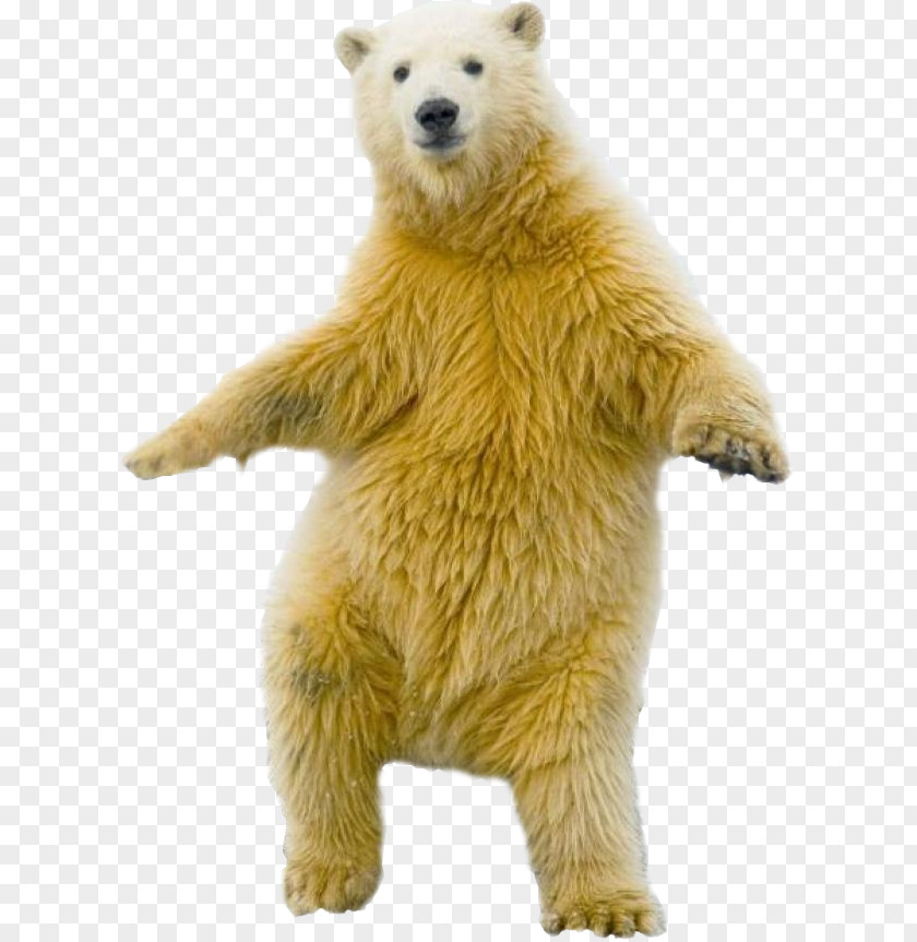 Polar Bear Dance YouTube PNG