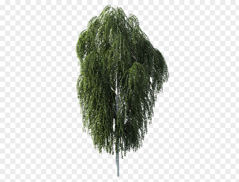 Tree Birch Sap Paper Curly Betula Pubescens PNG