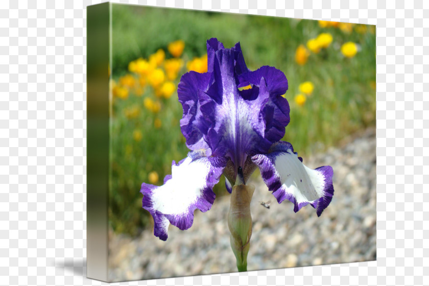 Bulb Northern Blue Flag Iris Flower Data Set Violet PNG
