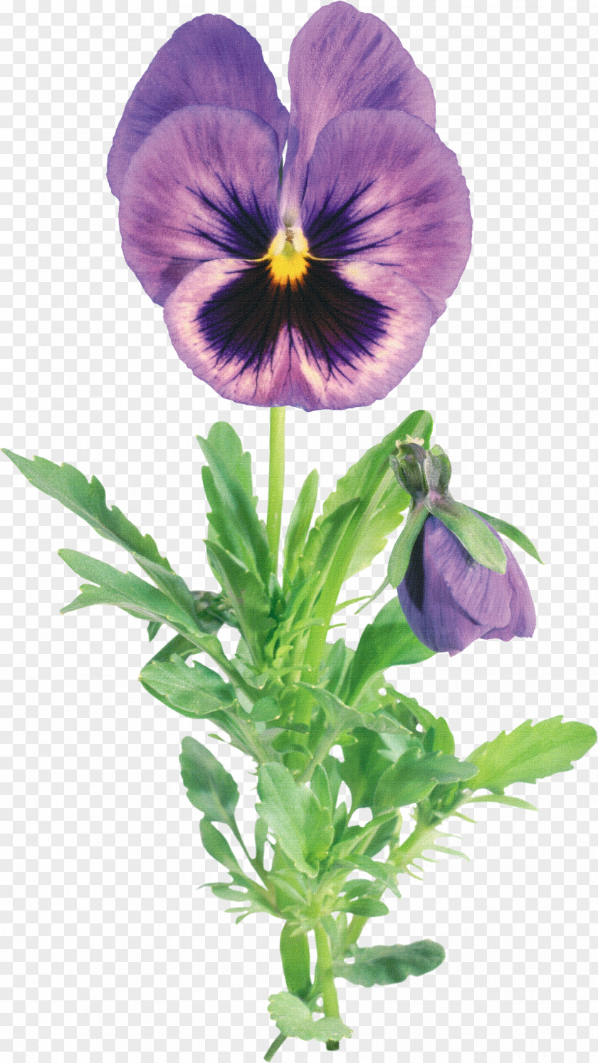 Creative Abstract Flowers Viola Tricolor Picture Frame Clip Art PNG