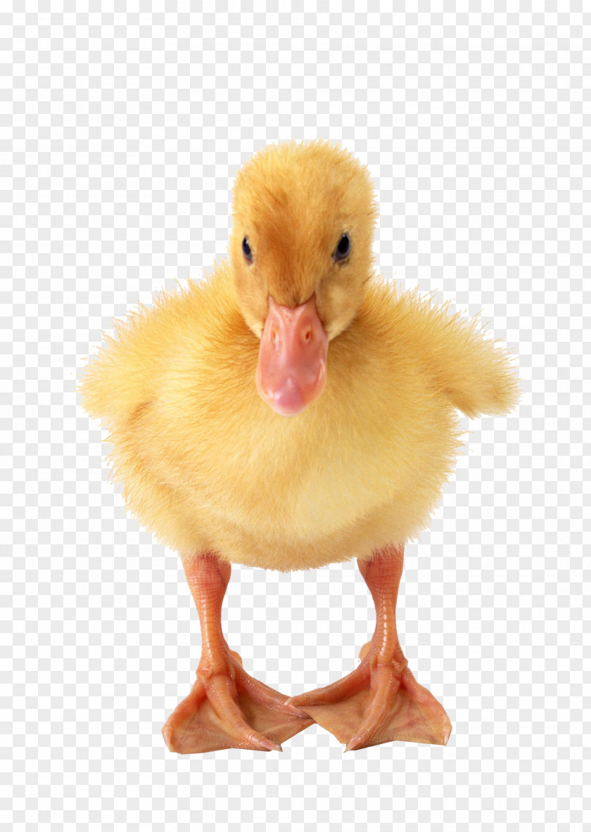 Duck Physical Map Material American Pekin Puppy Clip Art PNG