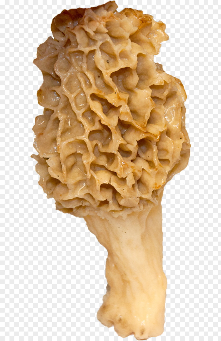 Morel Edible Mushroom PNG