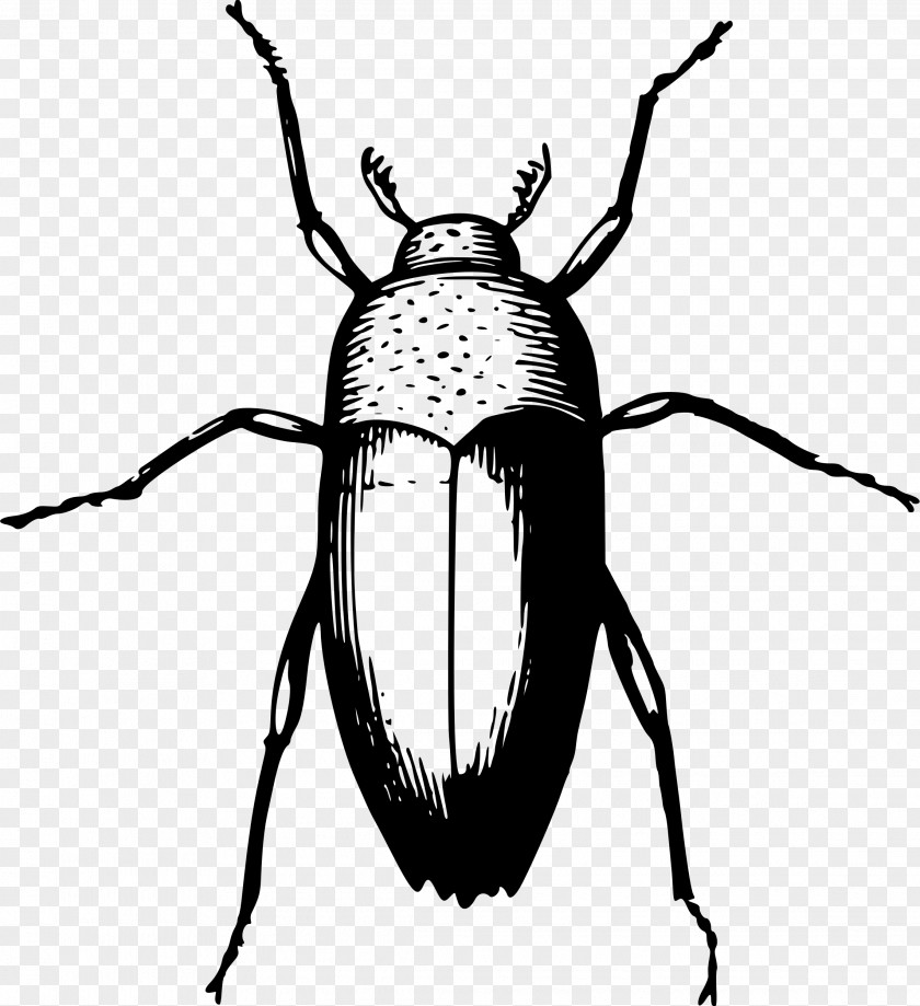 Beetle Animal PNG