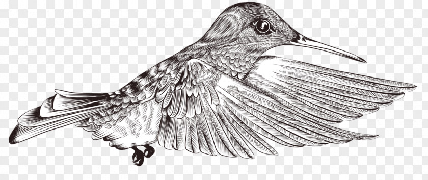 Bird Image Clip Art Painting PNG