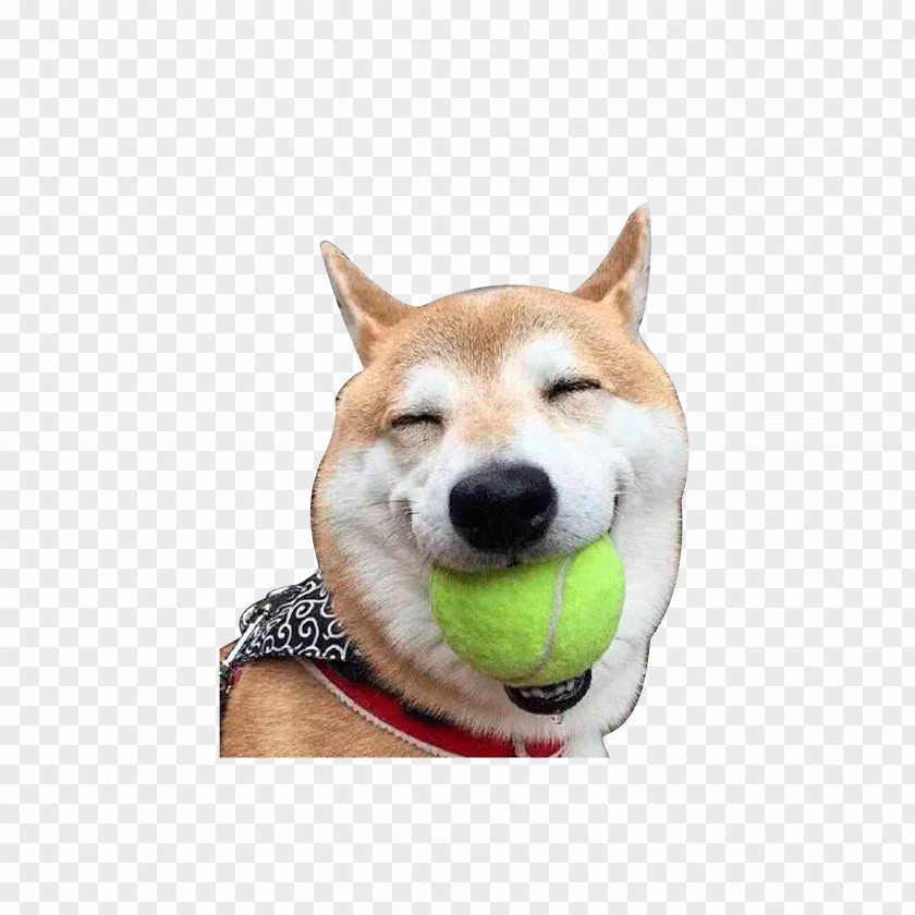 Dangling The Baseball Laughing Dog Shiba Inu Akita Laughter Doge PNG