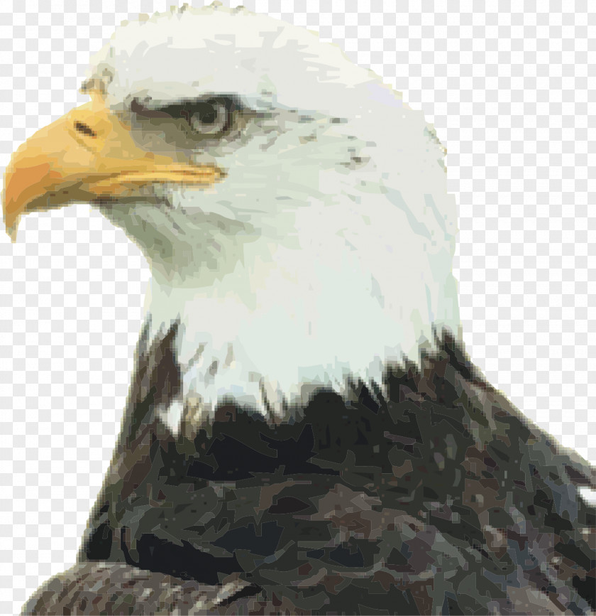 Eagle California Uncle Sam Citizenship United States Nationality Law Zazzle PNG