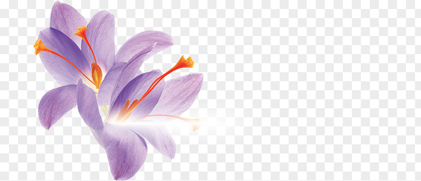 Saffron Flower Cushion Petal Leaf Orange PNG