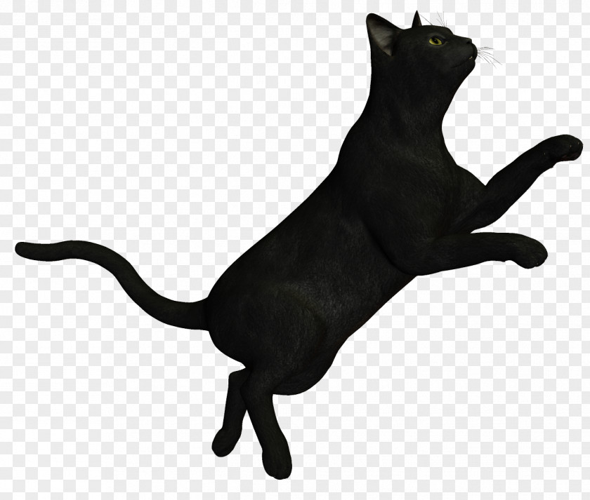 Witch Cat Bombay Korat Black PNG