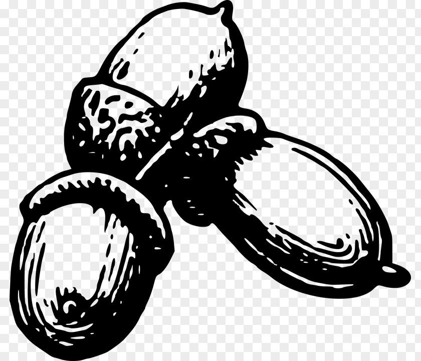 Acorn Seed Clip Art PNG