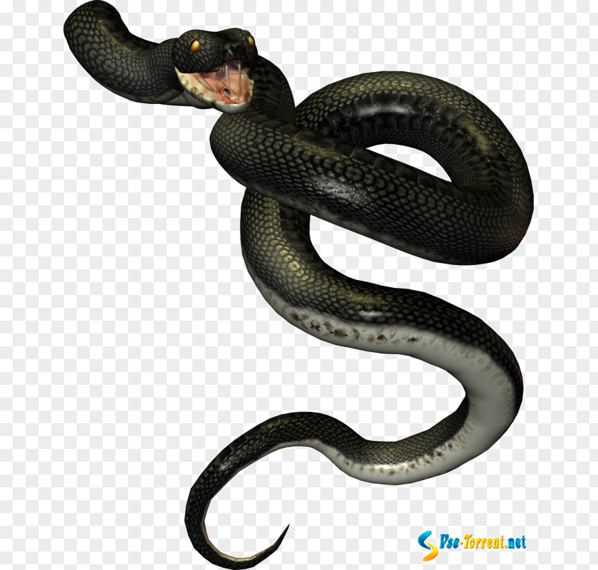 Anaconda Snake Mambas Kingsnakes Vipers Rattlesnake PNG