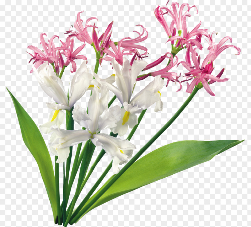 Decorative Bouquet Floral Design Flower Clip Art PNG