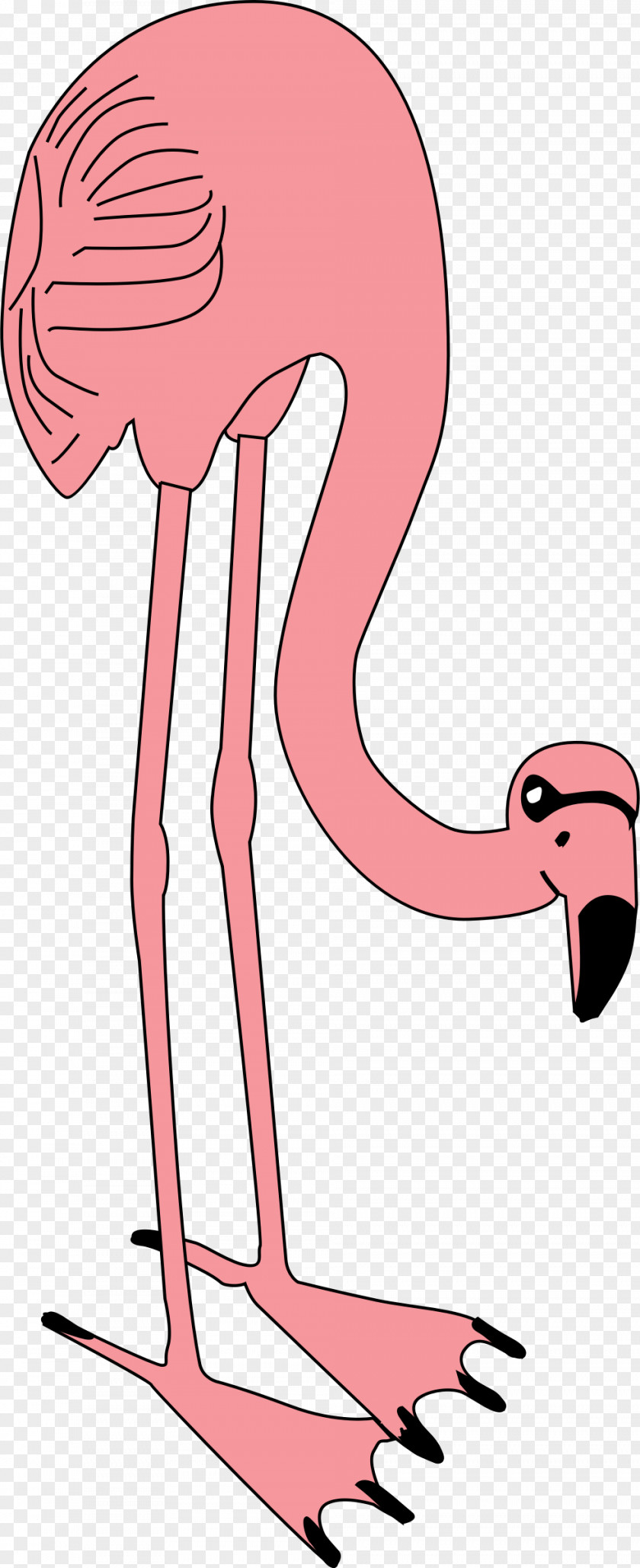 Flamingos Flamingo Bird Clip Art PNG