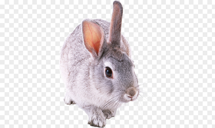 Rabbit Holland Lop Rex Tan Domestic Netherland Dwarf PNG