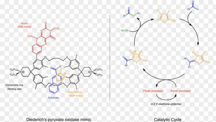 Supramolecular Catalysis Chemistry Pyruvate Oxidase PNG