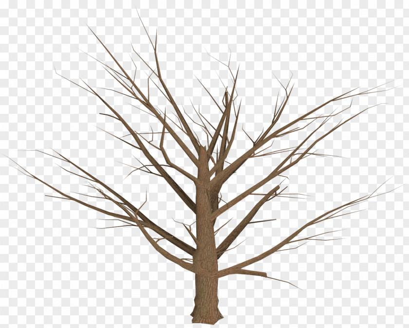 Tree Plan Branch Plant PNG