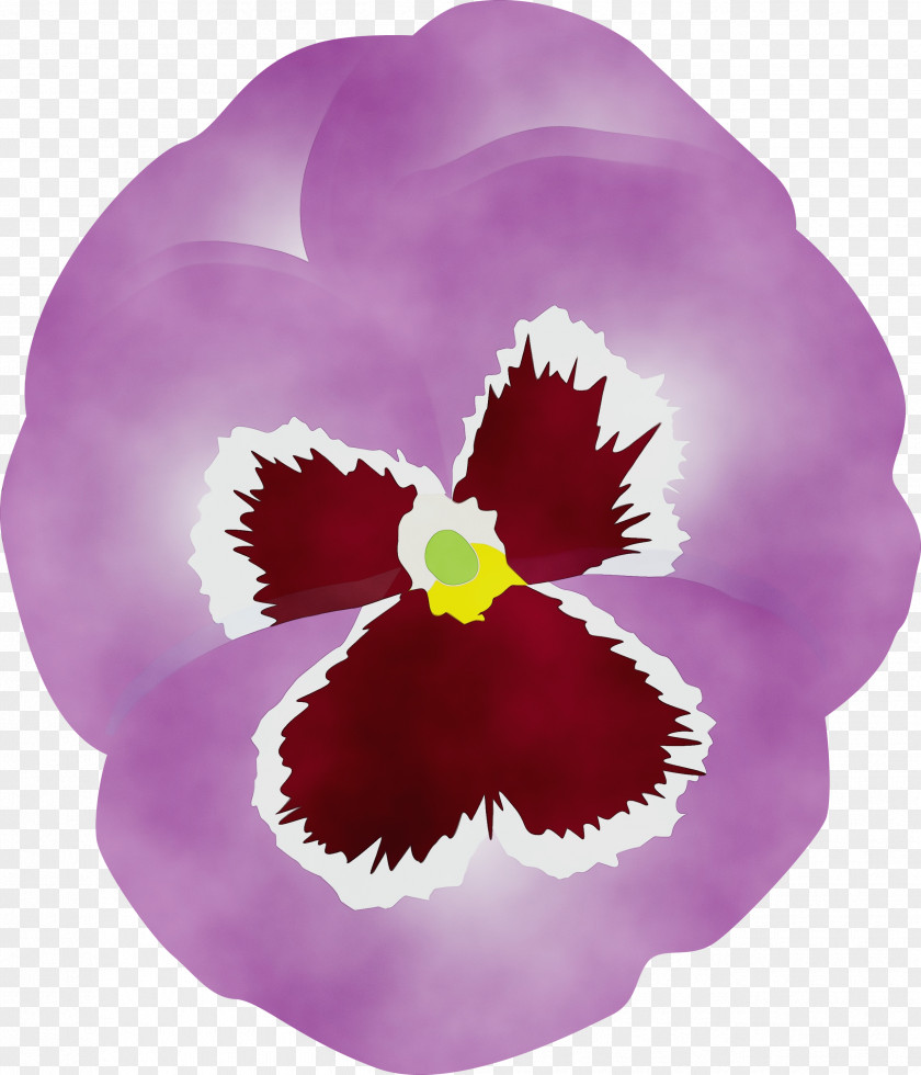 Violet Flower Petal Pansy Purple PNG