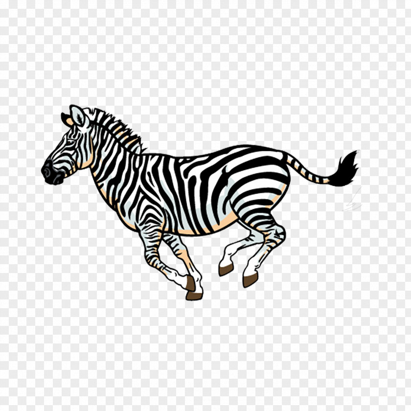 Zebra Wildlife Lion Full-Color Animal Illustrations Fauna Of Africa Clip Art PNG