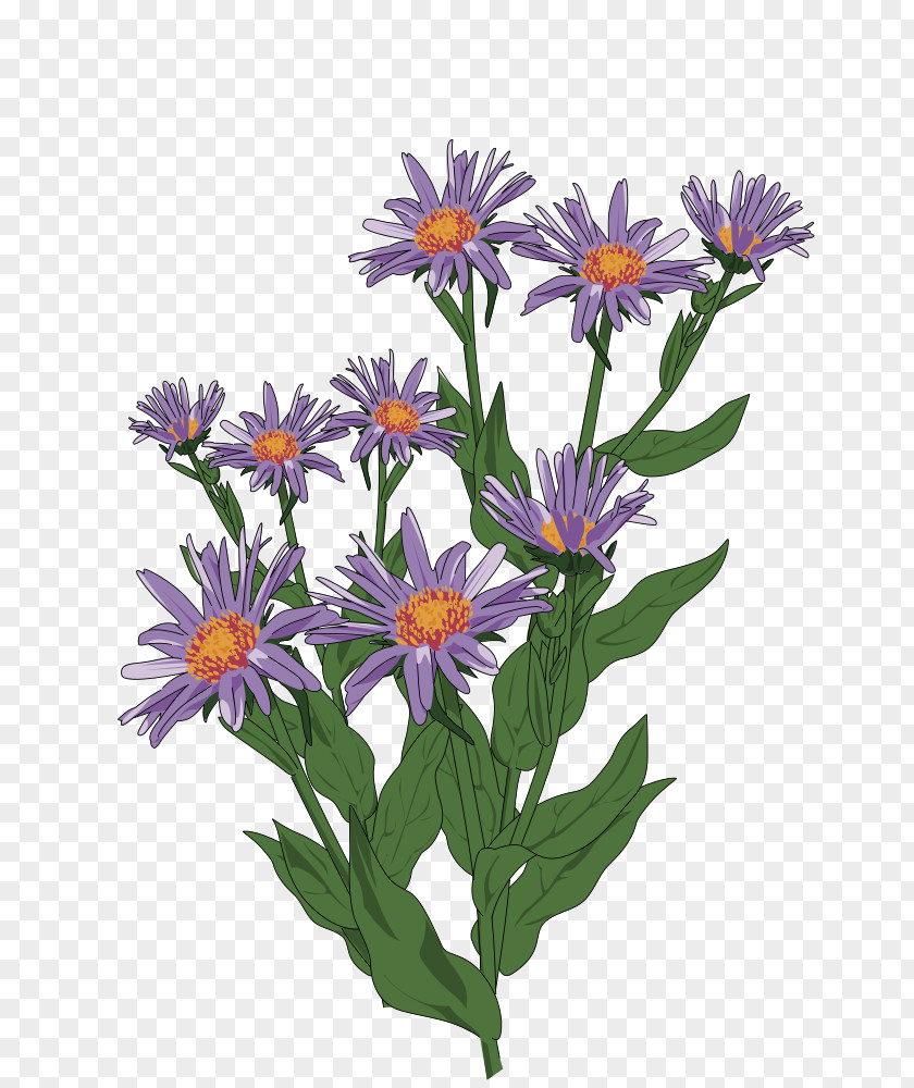 Flower Clip Art Aster Pyrenaeus Daisy Family Drawing PNG