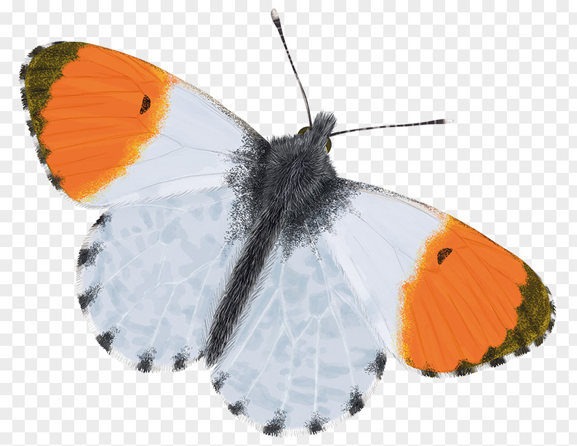 Butterfly Brush-footed Butterflies Moth Gossamer-winged Orange-tip PNG