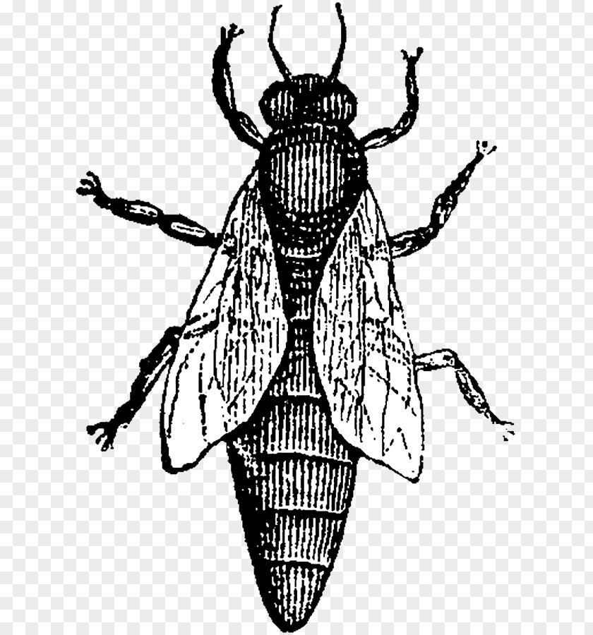 M Illustration CharacterInsect Insect Clip Art Black & White PNG