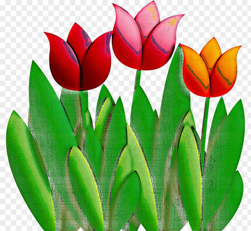 Tulipa Humilis Flower Lady Tulip Petal PNG