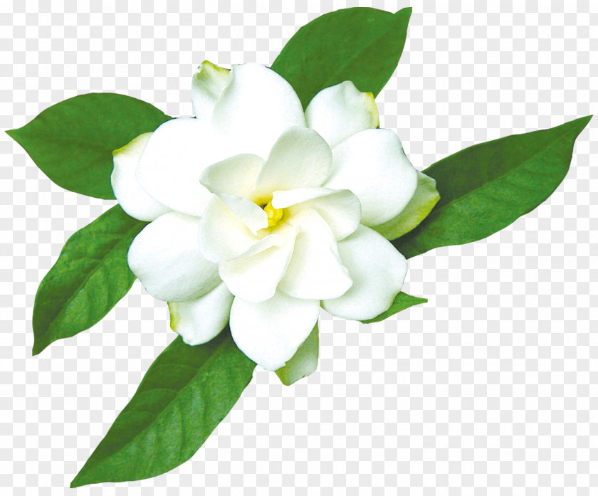 Jasmine White Cape Gardenia Taitensis PNG