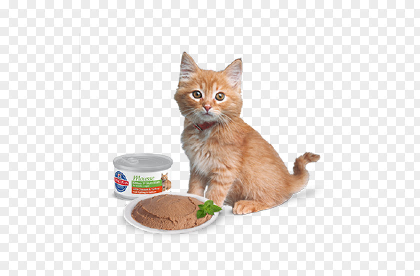 Kitten Whiskers Domestic Short-haired Cat Food PNG