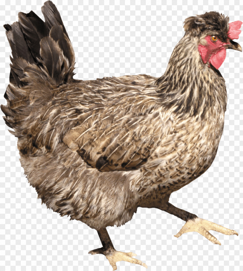 Chick Solid White Fried Chicken Meat PNG