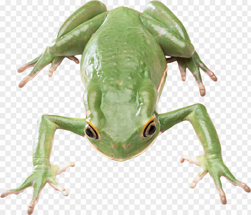Green Frog Pepe The Stock Photography White Illustration PNG